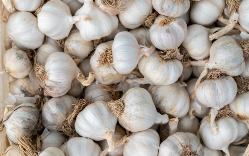 Garlic